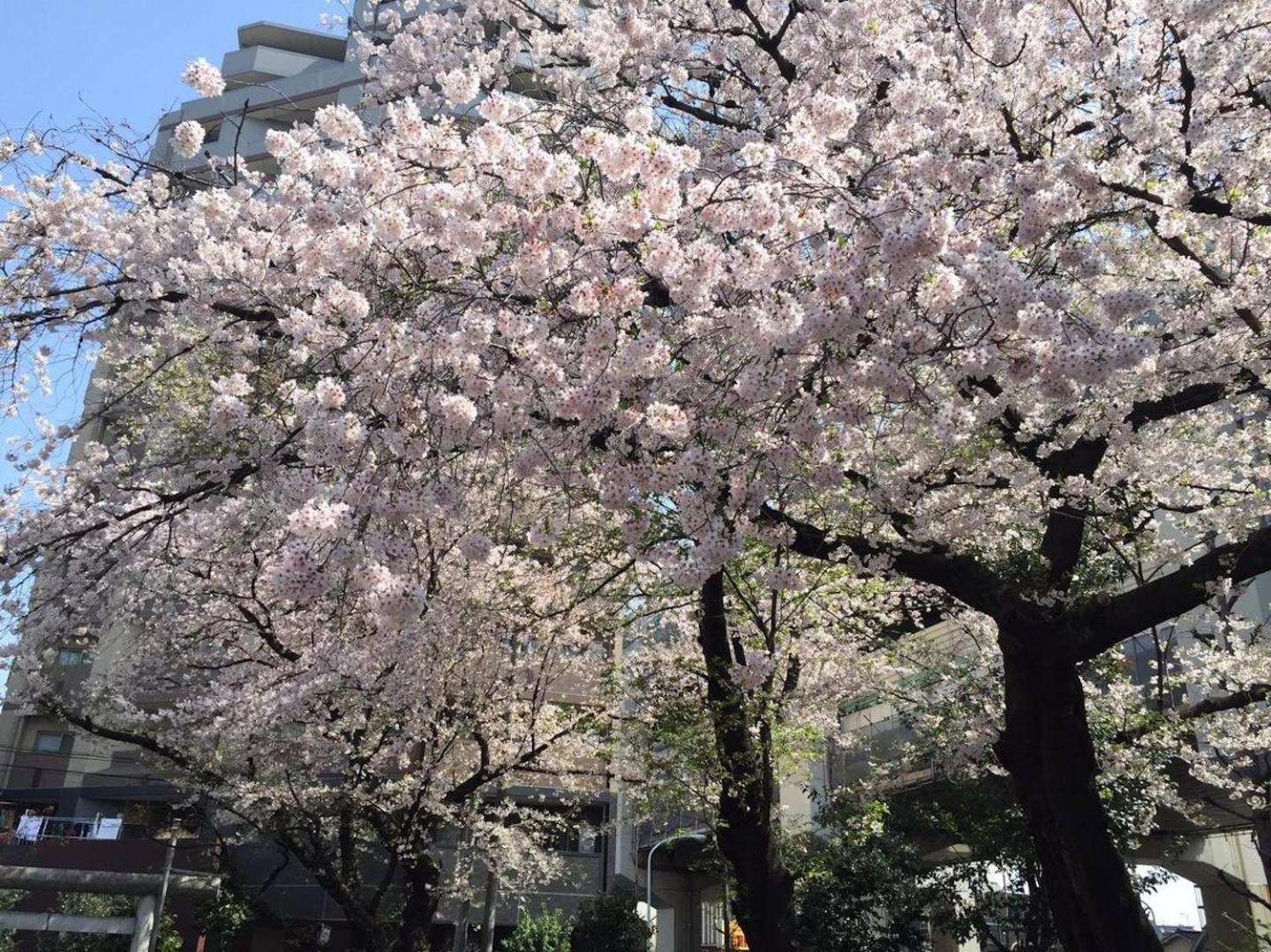 Apartamento Building A101 / Vacation 1276 Tokio